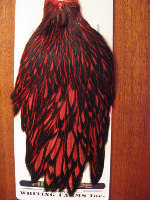 American hen cape blw / red  Whiting